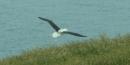 Royal albatross coming-in to land Dec 2015